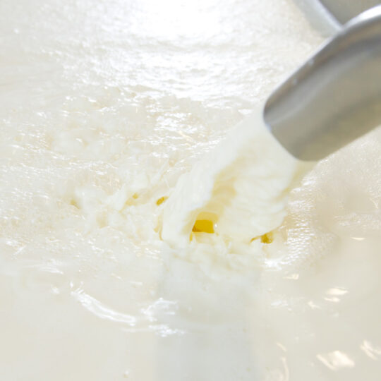 Arrivée du lait dans la cuve