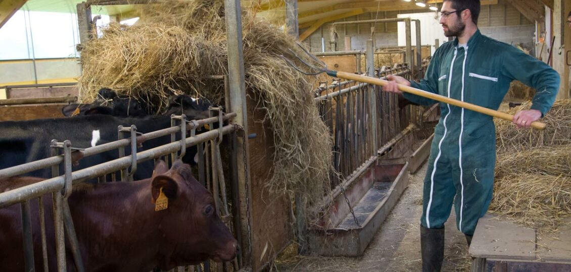 Le lait pour le Maroilles Fermier est issu de la ferme productrice du Maroilles. Le lait des manufacturiers provient exclusivement des 113 producteurs référencés de notre AOP. La qualité du lait de notre terroir participe grandement à la qualité de notre fromage.