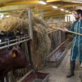 Le lait pour le Maroilles Fermier est issu de la ferme productrice du Maroilles. Le lait des manufacturiers provient exclusivement des 113 producteurs référencés de notre AOP. La qualité du lait de notre terroir participe grandement à la qualité de notre fromage.