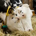 La fabrication du Maroilles, à l’origine essentiellement fermière