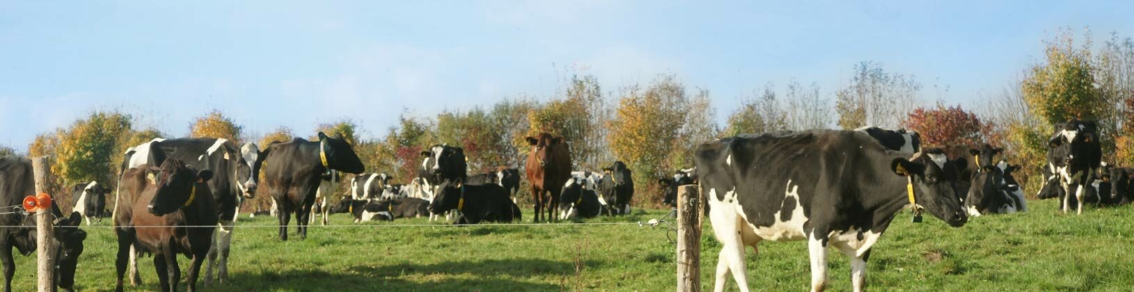 Le troupeau, où se mêlent des vaches de race Holstein et Flamande, se régale de l’herbe abondante et savoureuse de nos prairies, à l’abri des nombreux kilomètres de haies qui les entourent