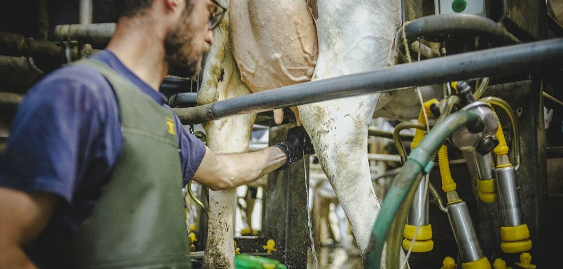 Traite à la ferme de la fontaine orion, haution