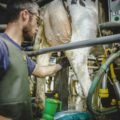 Traite à la ferme de la fontaine orion, haution